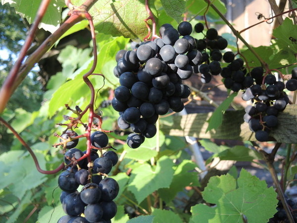Vynuogių auginimas