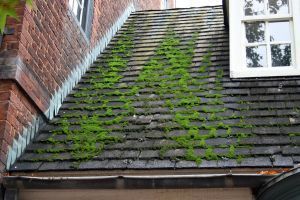 634525_mossy_roof_2